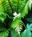 single head of white cup-shaped astrantia bloom seen against a background of bright green shuttlecock fern and deep shade