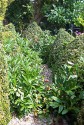 a curved gravel path lined with spent peopnies and and pointy box cones