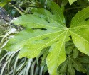 close-up of a large green leaf of Fatsia Japonica with pearls of rainwater, against a background of garden greenery