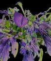 badly chewed hosta leaves with strong purple highlights against a black background