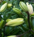 A green tangle of lily leaves with eight buds in different stages. The flowers are white so the buds get paler as they get closer to opening. On one just opening flower sit two flies, one quite delicate the other chunky with a glistening green thorax.