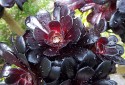 close up view of a cluster of black aeonium 'florets', glistening with water droplets. The leaves, aranged like rose petals, are glossy black when they reach maturity, but at the heart of the plant the newer leaves are blood-red and deep pink tinged with green.