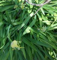 looking down on the strappy green leaves of a large agapanthus plant, there are four flowerheads in various developing stages and part of a solid rusty brown obelisk is visible, top middle-right.