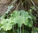 frilly edged green leaves of alchemila mollis, with pearls of water balanced on them as if by magic. A few strands of the fine elegant grass, stipa tenuissima, are seen in front of them.