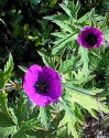 close up of the geranium Ann Folkard with a tangle of large, fingered green leaves and two purple pink flowers with dark magenta centres. it grows 60-70 cms tall and self seeds prolifically.