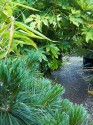 a winding brick and cobble pathway through an arch of greenery; mostly Fatsia Japonoca, but also bamboo and pine