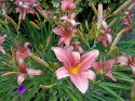 looking into the heart of hemerocallis, the day lily - this one has pinky-orange flowers, with yellow stamens; the strappy green leaves are a backdrop for buds, blooms and the darker dried-up spent blossom that needs dead-heading. there is a solitary magenta coloured geranium intruding in the bottm left-hand corner.