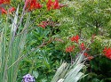 on a green background of peony leaves, Japanese acer and bergenia, tattered spikes of crocosmia leaves still point skyward and the firey blossoms look unaffected by the storms.