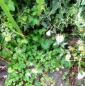 scrambling over a wall and grey cobbles toadflax weaves its tiny lavender-pink blossom between ivy and the pink-white daisy flowers of fleabane