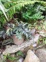 standing on a low stone wall are two fawn coloured pots containing japanese painted ferns; the wall has pebbles in it and small granite boulders in front, small plants and ferns grow in the wall; behind the pots are more ferns, grasses and acanthus