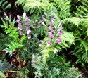 A foreground of five short, purple and white spikes of spiney acanthus blooms with their dark green, jagged edged leaves and a lighter green fern in the background