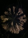 a night-time photo of a white agapanthus in bloom; the green stems of the full circle of white flower-lets meet in the dark middle against a black background