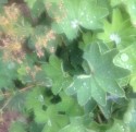 Pale in the mist, close-up photo of green alchemilla mollis leaves with drops of dew gathered on their surface.