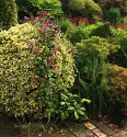 A round clipped golden bush with a purple flowered clematis scrambling over it, some mixed paving in the foreground and various shapes, colours and textures of green in the background