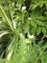 Feathery green cosmos leaves in the foreground, fatsia and creamy, green striped phormium in the back ground and just in and out of focus, cosmos buds and bursting blooms.