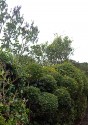 The green cloud-pruned dragon hedge that snakes its way down a length of my garden is a mix of box and liguster varieties offering different leaf sizes. In the left hand corner of this shades-of-green photo are Ivy and lilac