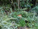 An empty terracotta pot stands at the woody base of the laurel hedge. It is surrounded and partly hidden by ferns and grasses that will all die away in winter.