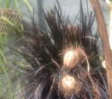 A close-up of ripe, golden, nigella seed heads against the black lily-grass on a misty morning