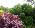 The red palmate leaves of the Japanese acer, Skeeter's Broom, reflecting raindrops and sunlight, with the bulging green of the dragon-hedge in the background.