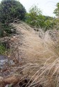 White-gold whisps of stipa tenuissima grass, leaning downamong nigella seed heads and black lily-grass. In the background the evergreen pittosporum, laurel and bamboo.