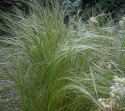 close-up of stipa tenuissima, a fine, soft grass that grows about 75 cms high, waves and whispers in the wind and bleaches blond in the summer sun.