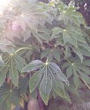 evergreen fatsia japonica leaves folded down in the cold weather. the slightly misted image has sunlight in the top left corner and a clearlt frost rimmed leaf in the centre.