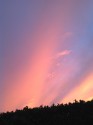 Blue sky shot with red and gold, streaking like fire behind the dark silhouette of a laurel hedge