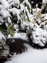 glimpse of a small cobbled path through a tunnel of greenery all laden with snow