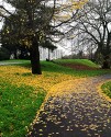 green and gold, grass with fallen ginkgo leaves against a background of bare-branches and the few remaining leaves on the tree