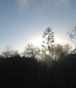 the white-hot circle of the sun rising in a soft blue sky behind the black silhouettes of bare branches and one tall evergreen.