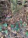 tiny shocking pink cyclamen flowers and their green and white leaves thrusting through a frosted bed of fallen leaves