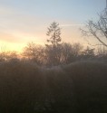 an early view over the frosty hedge towards trees slihoutted against a golden sky