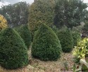 six clipped box cones pointing in different directions, on each side of a pathway through gravel. The image is predominantly green.