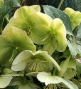 close-up of white hellebor blossom, in the sunlight they appear green against a green background, only the very bottom blossom petals look white