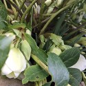 looking into the crown of a hellebor plant, the white buds are visible behind the grey-green leaves. there are also spikes of snowdrops and opening blossom