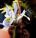 one pale blue iris blossom, blue veined and speckled, against a dark background of brown and green fern fronds