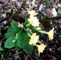 a small primrose plants with five yellow blooms and unopen buds, has taken root in the gravel pathway