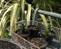 one end of a now backless garden seat is visible against a green and cream strappy phormeum. On the bench are two baskets, one cane, one wirework. In the wirework basket are four pots containing emerging lilies.