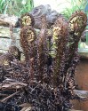 fiddleheads, the emerging croziers of a black 'hairy' stemmed fern, looking a lttle like shy meercats