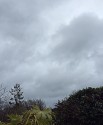 looking up over the dark green hedge at a mottled army of grey cloud layered under the now invisible blue sky.