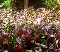 deep red peony shoots and box clippings in the foreground almost hide the bright red ruby shoots of geranium peeping through the gravel.