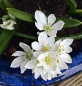 close-up of a clump of small white flowers and part of the rim of their blue pot