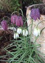 closeup of four white snakeshead fritillaries and four taller ones with purple checkerboard heads. the grey-green strappy foliage is seen again a white textured pot and winterbrown fern.