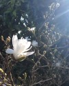 closeup of a white Magnolia Stellata bloom bathed in sunlight. it sits against a tangled background of magnolia buds and blossom