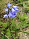 a self-seeded bluebell among stones, grasses, nigella and primrose leaves, the upright stem spearing up from a splayed base of strappy bluebell leaves