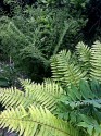 green layers, the forground being solomons seal, complete with water droplets and a row of small white flowers hanging in a neat row and the light golden green fern it grows beside. In the background my own Chelsea treasure, a dark green frothy-looking fern that grows about 1 metre high.