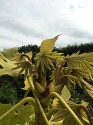 newly unfurled fatsia leaves, pale green against the darker green background, remind me of security cameras...