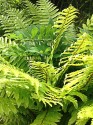 looking through bright green fern fronds, interwoven with solomons seal - you can just see the little rows of white flower droplets, but the water droplets don't really show up