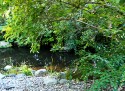 pebbles and small boulders pale in the foreground, shallow dark river overhung by swinging branches; a preominantly green image