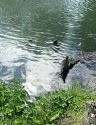 with a green forground of docks and nettles, the river almost fills the image; ripples in the greenish water reflect bright, white sun slanting in from the opposite bank; the stumpy remains of three wooden posts just about clear the water.